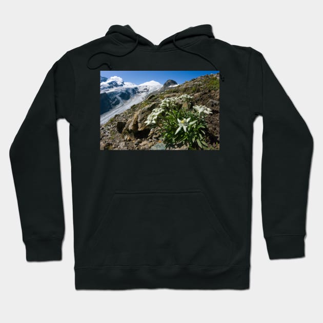 Edelweiss and glacier (C007/0409) Hoodie by SciencePhoto